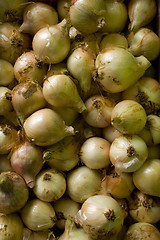 Image showing Onion Pattern