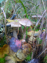 Image showing birch boletus mushroom in autumn forest eco clean