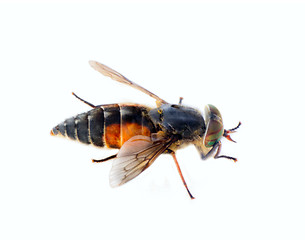 Image showing horse fly blood sucker macro isolated