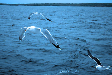 Image showing Topic of North sea travel - seagulls over waves