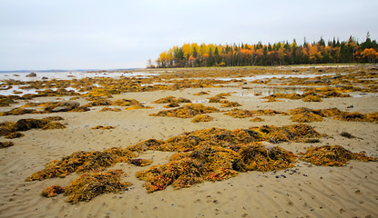 Image showing Indian summer in  Russian North