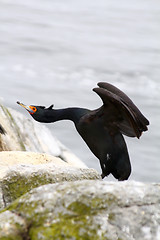 Image showing Ballet birds: red-faced cormorant