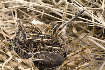 Image showing European snipe among bog in spring