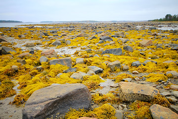 Image showing Indian summer in  Russian North