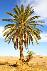 Image showing palm in the  desert oasi  