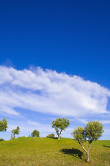 Image showing lonely tree 8