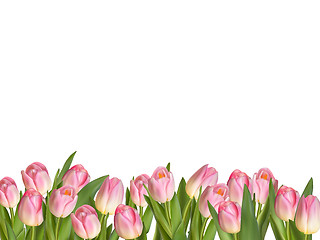 Image showing Blossoming tulips decorative border. EPS 10