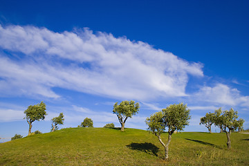 Image showing lonely tree 11