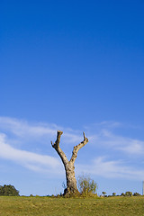 Image showing lonely tree 9