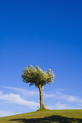 Image showing lonely tree 12