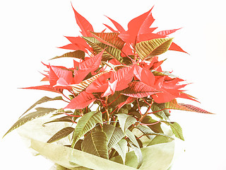 Image showing Retro looking Poinsettia Christmas star