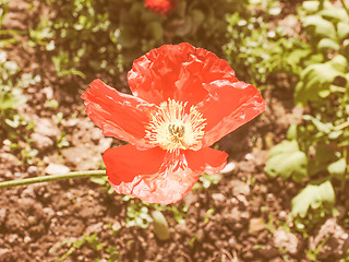 Image showing Retro looking Papaver flower