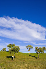 Image showing Lonely trees 13