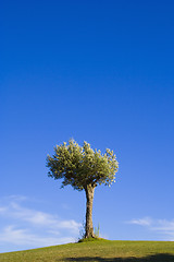 Image showing Lonely trees 15