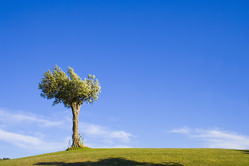 Image showing Lonely trees 17