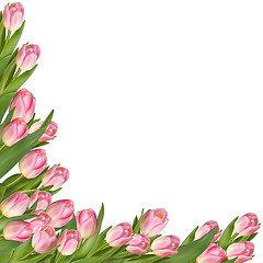 Image showing Tulip flower spring border. EPS 10