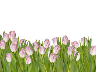 Image showing Pink tulips, white background. EPS 10