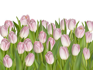 Image showing Tulip Flowers Isolated on White. EPS 10