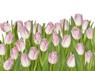 Image showing Beautiful bouquet of pink tulips. EPS 10