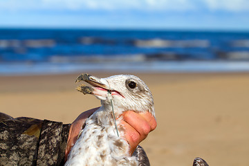 Image showing seagull dies in a trap from the thrown line