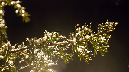 Image showing Pre-winter. Purity and glow of first snow. Symbol of bride innocence