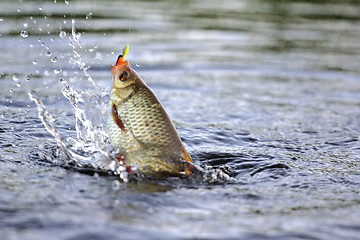 Image showing summer lake fishing Rudd fish