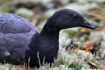 Image showing Unusual black goose is resting on reindeer moss