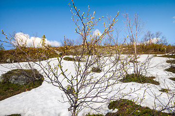 Image showing Spring in mountains. Verdant trees in snow