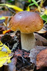 Image showing pine bolete mushroom in autumn forest eco clean