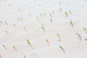 Image showing Green sprouts in desert sands