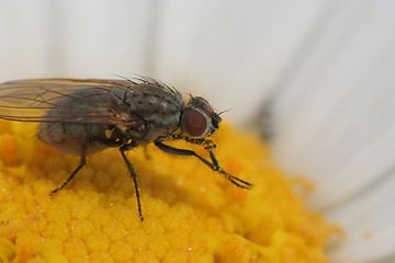 Image showing Fly on the flower