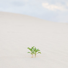 Image showing Two green plant sprouts in desert sand.