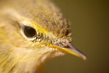 Image showing Closeup portrait of  willow warbler (Phylloscopus trochilus). Young bird