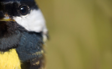 Image showing close-up portrait: great tit - sly bird eye