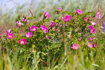 Image showing Wild rose on coastal meadows. The summer solstice