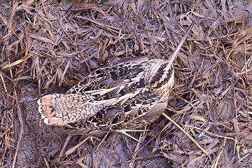 Image showing European snipe among bog in spring