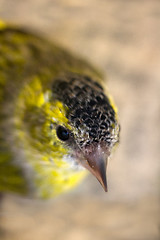 Image showing Close-up portrait of Siskin (Spinus spinus). Old male