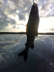 Image showing Spring fishing. Grayling fishing scandinavia