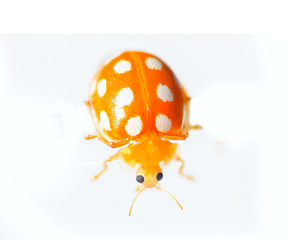 Image showing custom yellow ladybug macro on white background