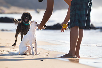 Image showing Dogs playing ball on beach in summer.