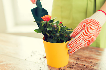 Image showing close up of woman hands planting roses in pot