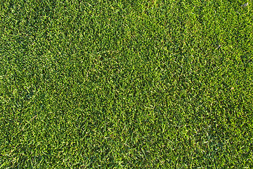 Image showing Grass pattern