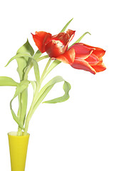 Image showing tulips in a vase