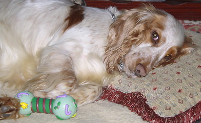 Image showing tan and white cocker spaniel