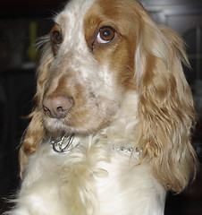 Image showing tan and white cocker spaniel