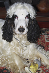 Image showing black and white cocker spaniel