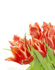 Image showing bunch of red tulips