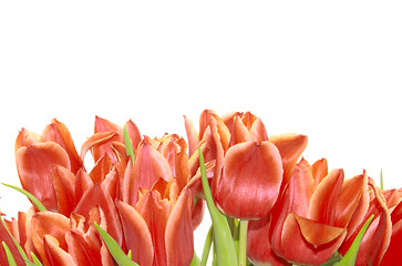 Image showing bunch of red tulips