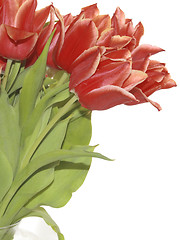 Image showing bunch of red tulips