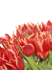 Image showing bunch of red tulips